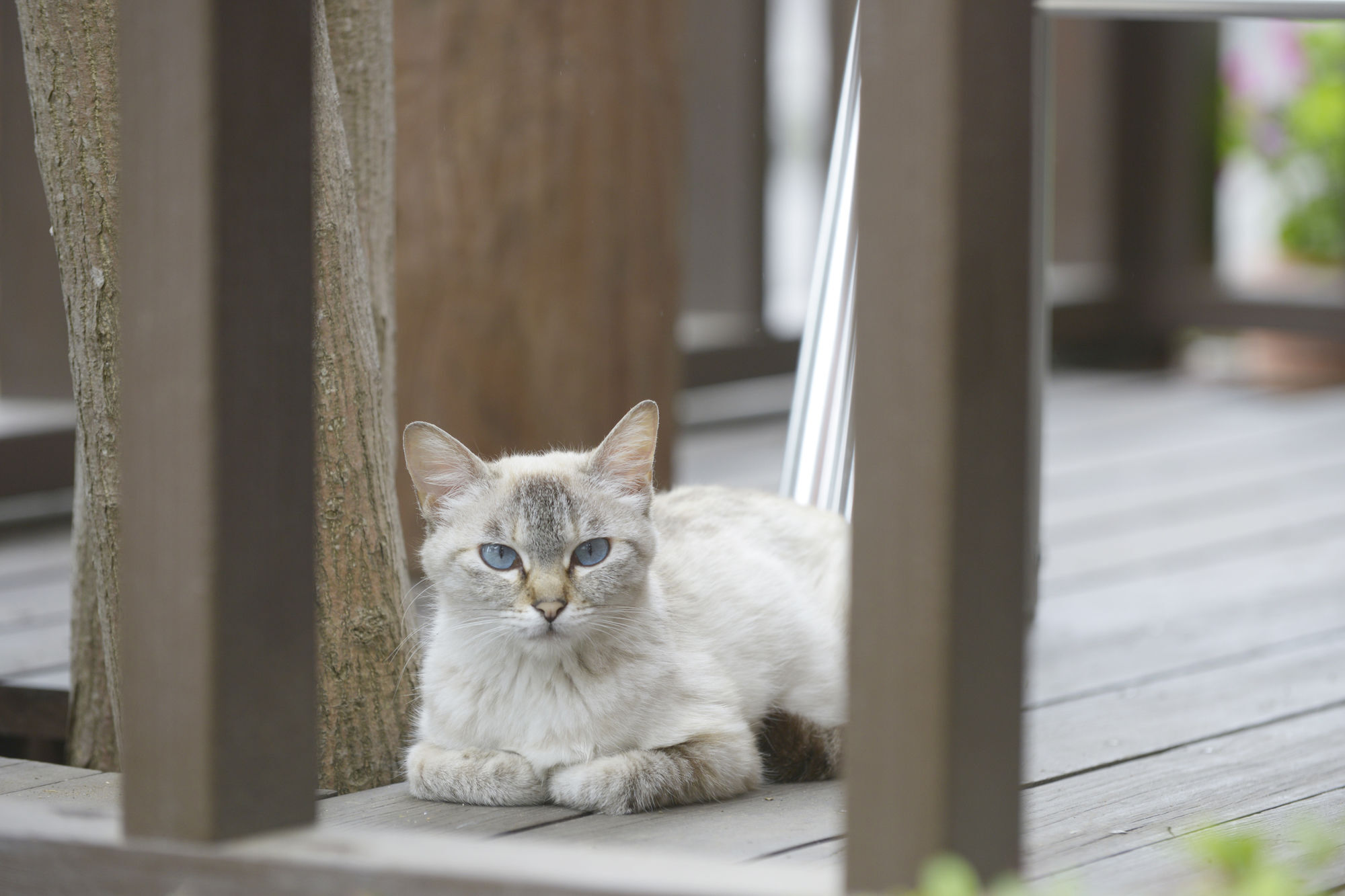 Kawaguchiko Country Cottage Ban Fujikawaguchiko Esterno foto